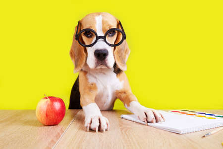 A beagle dog with round glasses is sitting at a desk with school supplies. The concept of education, back to school. yellow background.の写真素材