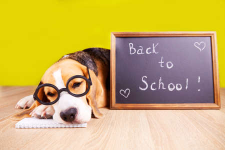 A beagle dog with glasses sleeps on a desk. The concept of education, back to school. yellow background.の写真素材