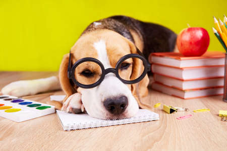 A beagle dog with glasses sleeps on a desk with school supplies. The concept of education, back to school. yellow background.の写真素材