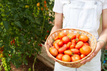The girl is holding a basket of ripe tomatoes in her hands. Growing organic tomatoes in a home greenhouse. Health food. harvesting. high quality photoの写真素材