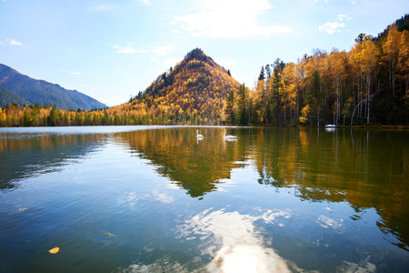 Beautiful autumn landscape. Swans swim in a warm lake.の写真素材