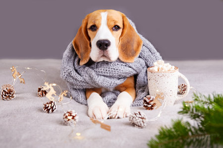 A beagle dog in a knitted gray scarf or snood is lying on the sofa. Next to a cup with marshmallows, a garland, a christmas tree and decor. Cozy warm homely atmosphere. Winter, Christmas concept.の写真素材