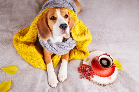 A beagle dog, wrapped in knitted clothes and a blanket, is lying on the bed. Next to a cup of hot coffee. Cozy warm home environment. autumn concept.の写真素材