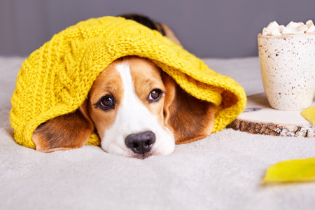 A beagle dog is lying on the sofa, covered with a knitted yellow plaidの写真素材