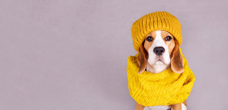 A beagle dog in a knitted yellow scarf or snood and a hatの写真素材
