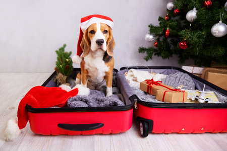 Travel for the Christmas holidays. A beagle dog in a Santa Claus hatの写真素材