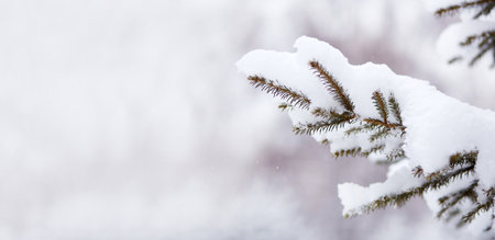 Branches of spruce in the snow. , natural background. Winter landscape.
