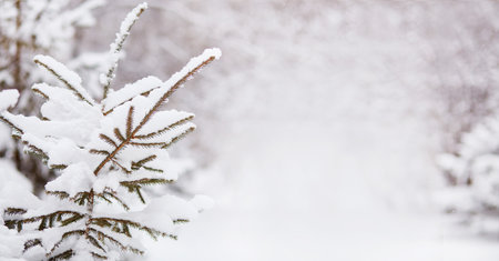 winter landscape. Spruce in the snow. natural background. Banner. copy spaceの写真素材