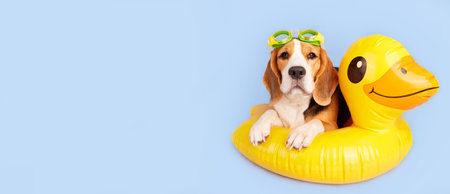 A beagle dog wearing swimming goggles and an inflatable floating circle in the shape of a duckling on a blue isolated background. summer holidays. Banner. copyspace.の写真素材