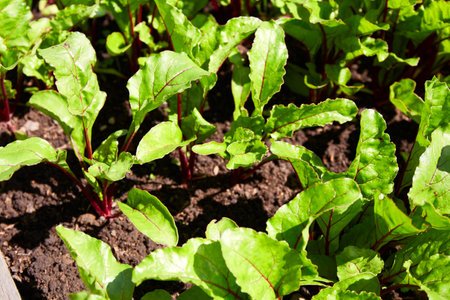 Young beet sprouts in the soil. Organic vegetable garden.