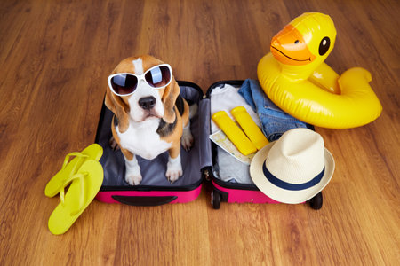 A beagle dog wearing sunglasses is sitting in a suitcase with things and accessories for a summer vacation at the sea.の写真素材