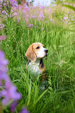 Cute beagle dog in a in lilac flowers, blooming field of in fireweed. A pet in nature, in the tall grass. vertical orientation.の写真素材
