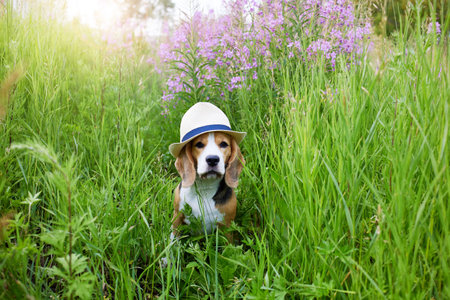 A cute beagle dog in a straw hat in the tall grass, a blooming field of fireweed. A pet in nature.
