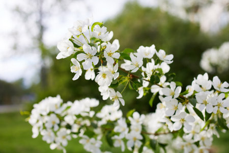 A blooming apple tree on a sunny spring day. selective focus.の写真素材