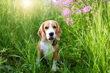 Cute beagle dog in a blooming lilac flowers of in fireweed. A pet in nature, in the tall grass.の写真素材