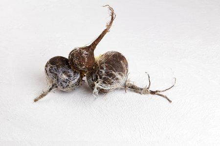 Rottenradish. Wasted moldy vegetables on a gray background. Refusal to eat, irrational consumption.