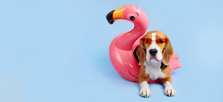 A beagle dog wearing sunglasses lies on a pink inflatable flamingoの写真素材