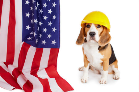 A beagle dog in a construction helmet next to an American flag on a white isolated background. Happy Labor Day.の写真素材