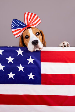 Beagle dog behind the American flag. Happy USA Memorial Day. 4 July Independence Day. vertical orientation.の写真素材