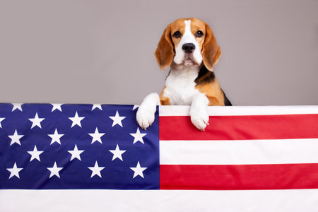 Beagle dog near the American flag. Happy USA Memorial Day. An Independence Day postcard with a pet.の写真素材