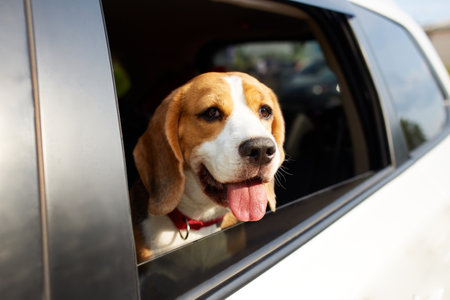 The dog travel by car. Cute beagle dog looks out of the car window.の写真素材