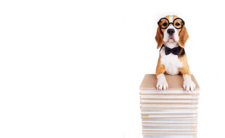A beagle dog in a bow tie and round glasses on a stack of books on a white isolated background. The concept of education, back to school. Banner.の写真素材