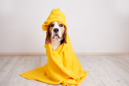 A beagle dog in a yellow towel after bathing. Pet grooming concept.の写真素材