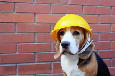 A beagle dog in a construction helmet against a brick wall. Happy Labor Day.の写真素材