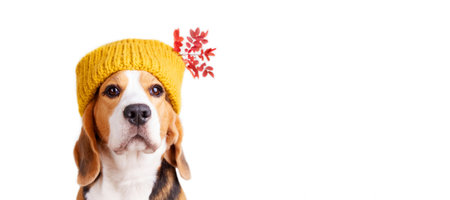 A beagle dog in a knitted yellow cap on a white isolated background . Cozy warm home atmosphere, preparation for cold weather. autumn concept. Banner. copyspace.の写真素材