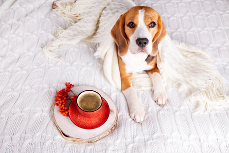 A beagle dog is lying on the bed. The animal is covered with a white knitted blanket. Next to a cup of hot coffee. autumn concept.の写真素材