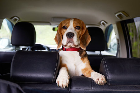 A beagle dog is sitting in the car and waiting for a ride.の写真素材