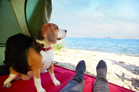 A beagle dog in a tent with its owner. Beautiful view of the seashore.の写真素材
