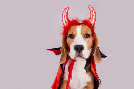 A beagle dog with devil horns and a cape as a funny Halloween outfit on a gray isolated background.の写真素材