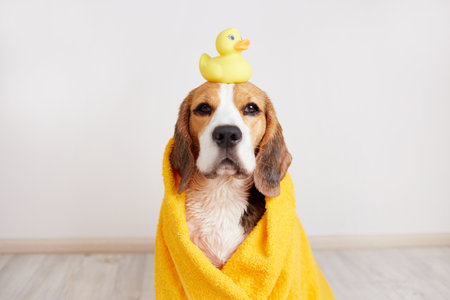 A beagle dog in a yellow towel after bathing. There is a duckling toy on the head. The concept of pet care.の写真素材