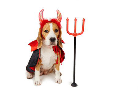 A beagle dog with devil horns, a red and black cape and a trident as a funny Halloween costume on a white isolated background. copy spaceの写真素材