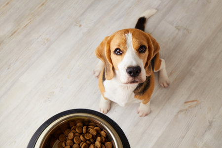A beagle dog is sitting on the floor, looking at a bowl of dry foodの写真素材