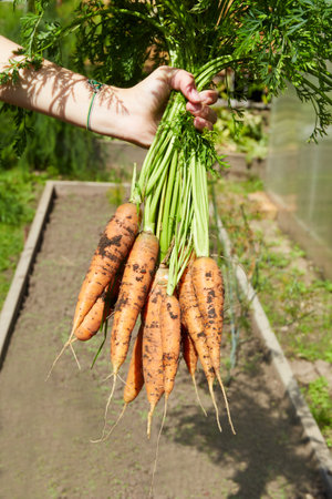 A woman's hand holds a freshly dug carrot from the garden. The harvest season in the garden. Organic vegetable garden. vertical orientation.の写真素材