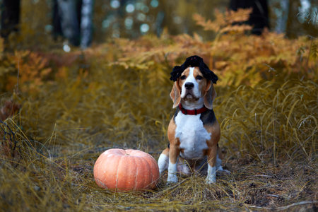 A Halloween greeting card. A beagle dog with a spider on its head sits in the autumn forest next to a pumpkin.の写真素材