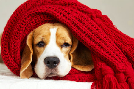 A beagle dog is lying on the bed covered with a red scarf or plaid. The temperature of the cold air in the house. The concept of heating a house in cold winter or autumn.の写真素材