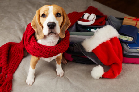 A beagle dog in a red scarf sits next to a suitcase with winter clothes. Packing luggage, preparing for a trip for the Christmas holidays. The concept of travel.の写真素材