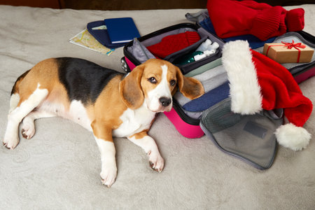 The beagle dog is lying next to a suitcase with clothes and gift, packing luggage, preparing for a trip for the Christmas holidays. The concept of travel.の写真素材
