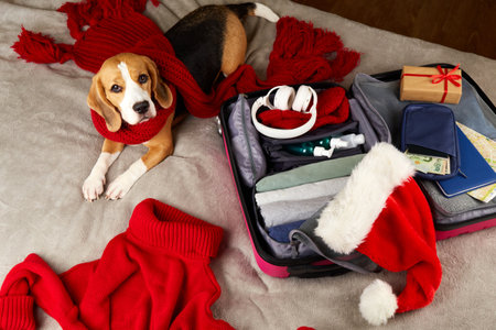 A beagle dog in a red scarf lies next to a suitcase with clothesの写真素材