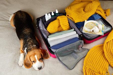 A beagle dog is lying on the bed next to an open suitcase with warm clothes. We collect things for the trip, pack the luggage. The concept of travel.の写真素材