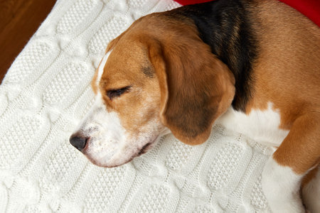 Cute dog Beagle sleeps on the bed. Cozy homely atmosphere.の写真素材