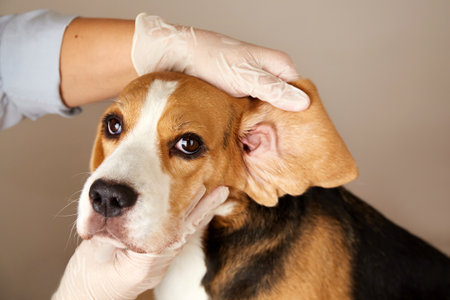 A veterinarian checks the ears of a beagle dogの写真素材