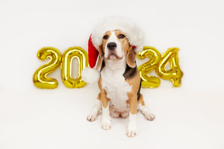 Happy New Year 2024 and Merry Christmas. A beagle dog in a Santa Claus hat on the background of...