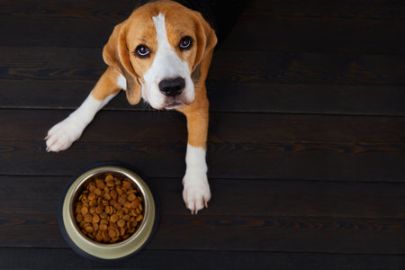 A hungry beagle dog is lying on a dark floor next to a bowl of dry food. Waiting for feeding. top view.の写真素材