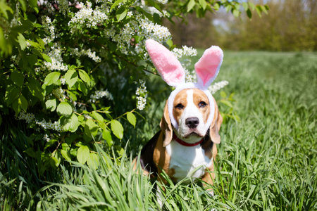 An Easter card with a pet. A funny beagle with bunny ears sits on the green grass next to a flowering bird cherry bush.の写真素材