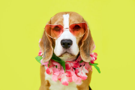 Portrait of a beagle dog wearing sunglasses and a Hawaiian flower necklace on a yellow isolated...