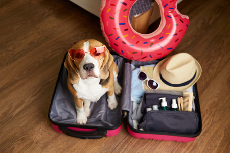 A beagle dog at a suitcase with things for a summer vacation at sea. The concept of travelの写真素材